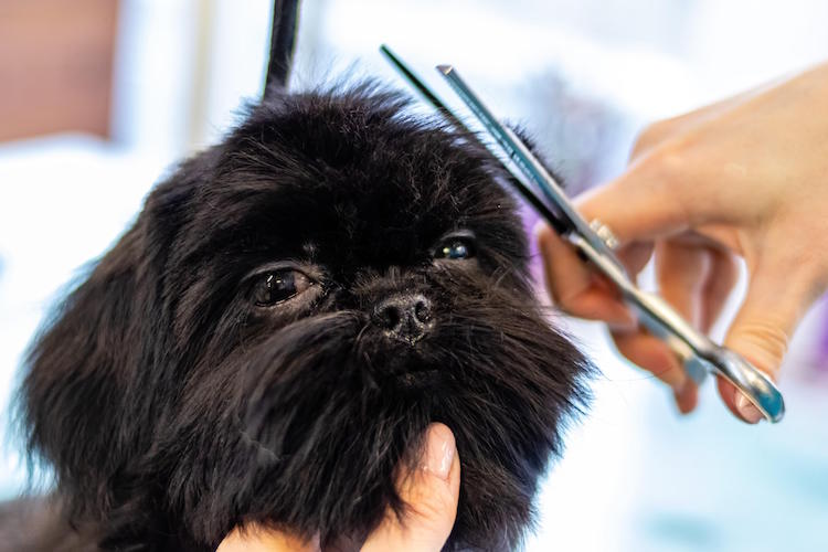 10 Best Pet Grooming Salons in Klang Valley