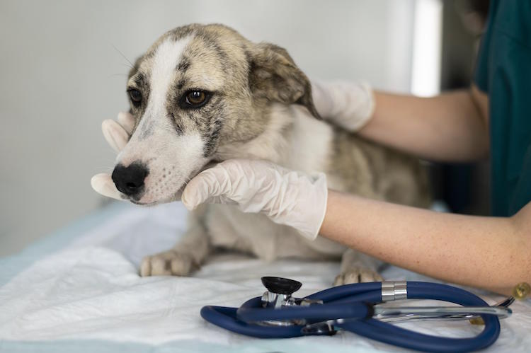 Schedule Regular Check-Ups for Senior Dogs