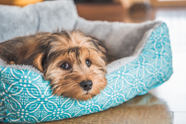 Provide Comfortable Resting Spots for Senior Dogs
