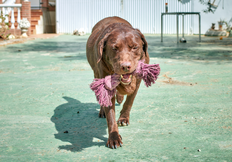 Engage in Training and Play for Senior Dogs