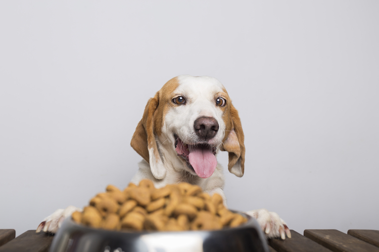 Plan a Healthy Balanced Diet for Senior Dogs