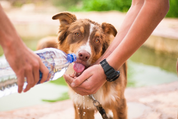 Provide plenty of shade and water for your pet