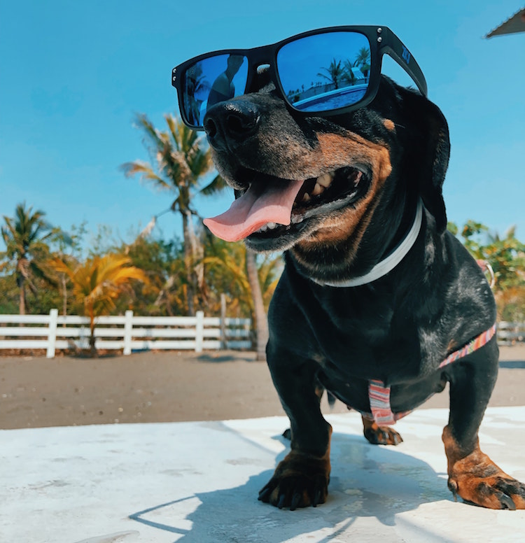 5 Ways To Keep Your Pets Cool in Hot Weather