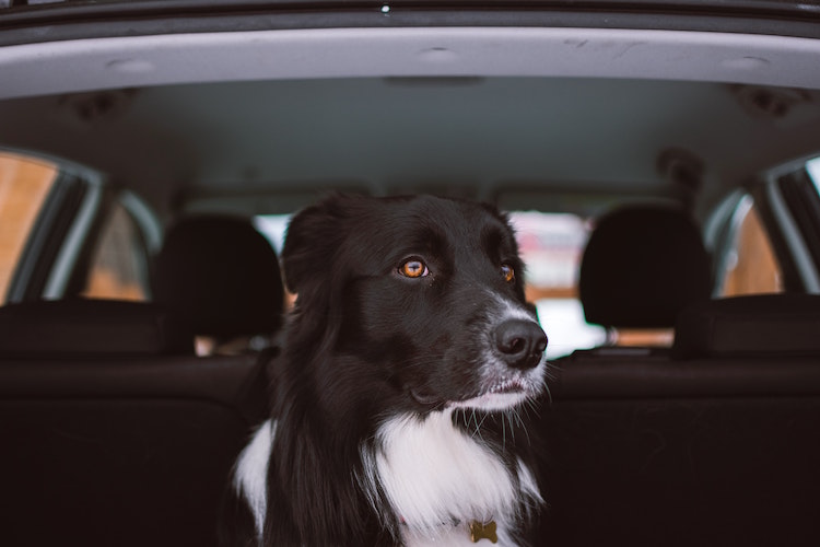 6 Road Safety Tips for Pet Travel in Malaysia