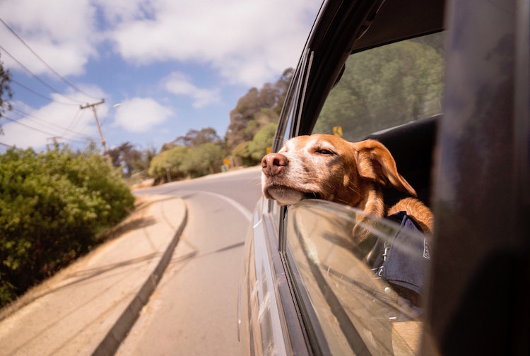 Why should you keep Your Pet Away From the Window While Driving