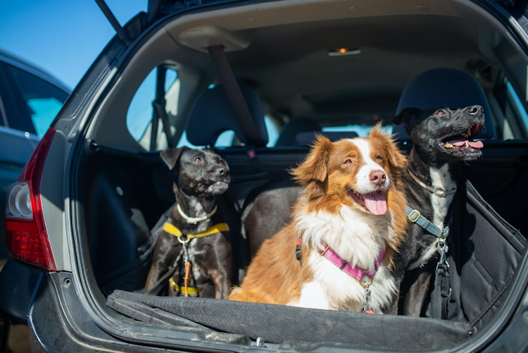 Why Backseat is best for your Pet