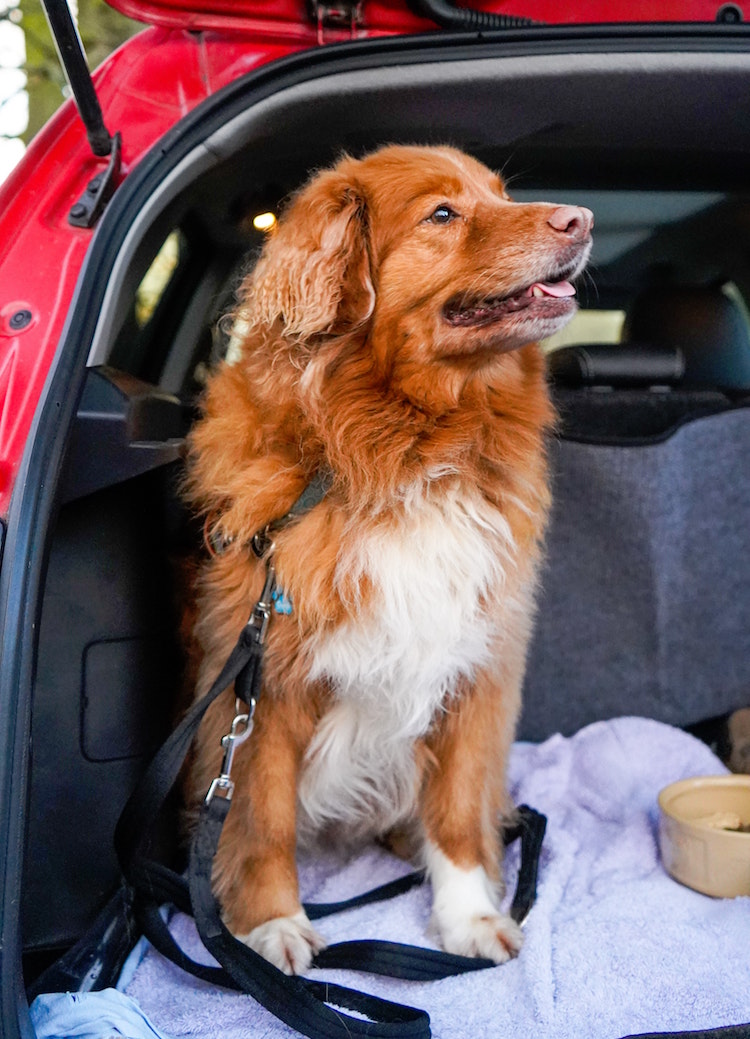 Important Road Safety Tips for Pet Travel in Malaysia