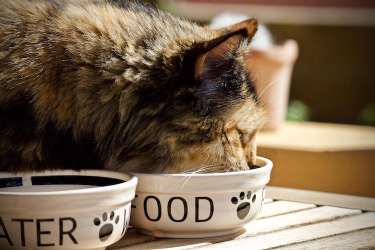 6 Ways to Reduce Your Cat’s Shedding by Changing Diet