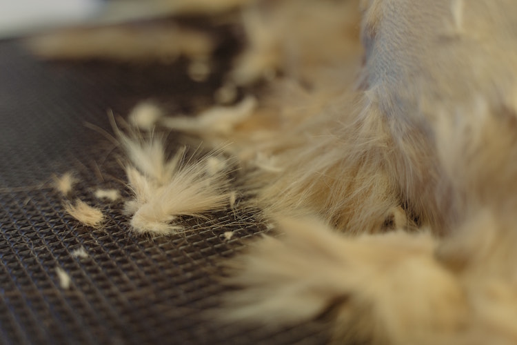 Tips to Reduce Your Cat’s Shedding