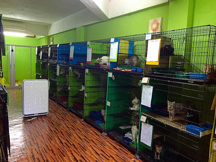 Zul & Azizi Boarding Pets - Pet Boarding Centre KL Selangor