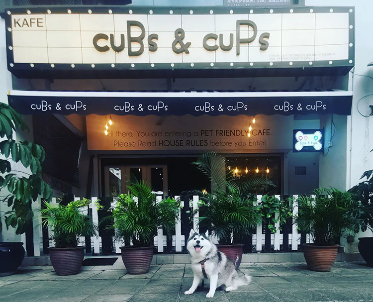 CuBs and CuPs Pet Friendly Cafe
