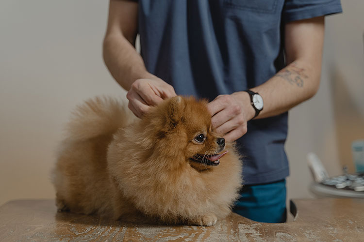 How to Examine Your Dog for Injuries