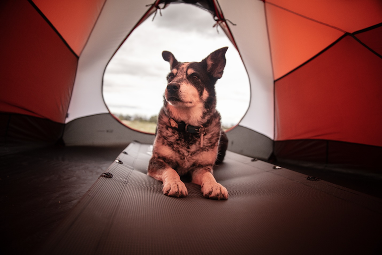 Top Pet Friendly Campsites in Malaysia