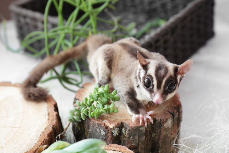 Safety Precautions for Pet Sugar Glider Toys