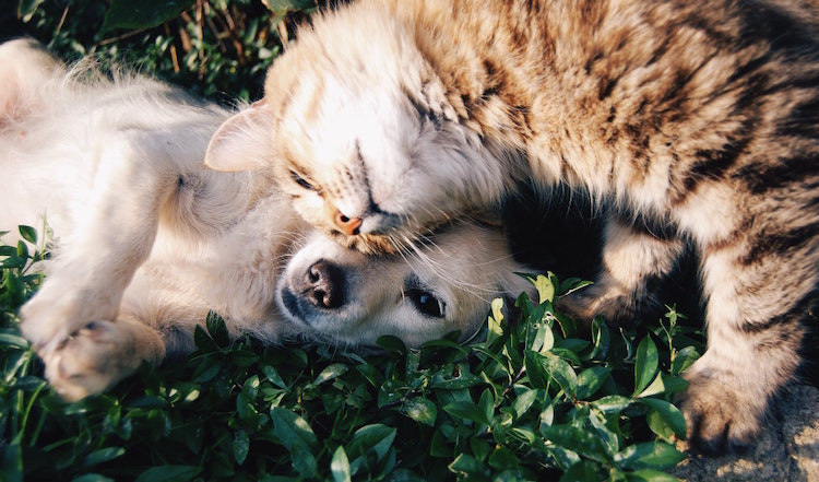 Can Dogs and Cats Live Together