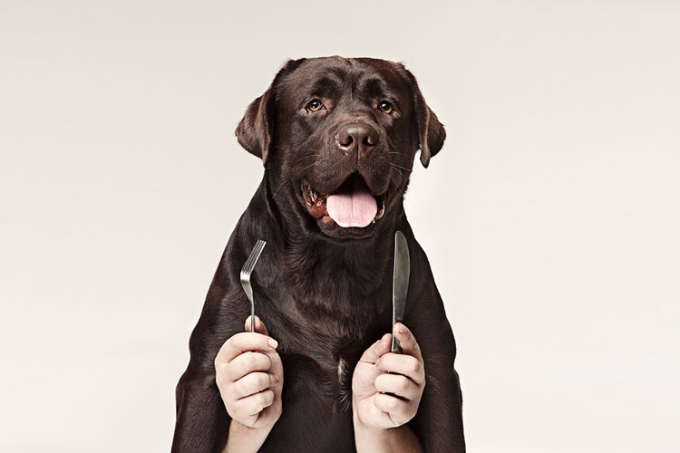 Can Dogs Eat Liver?