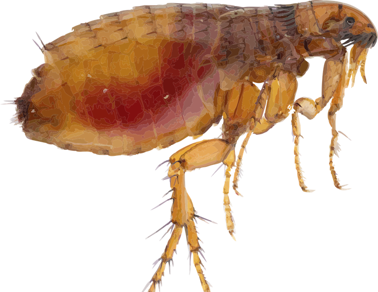 What Do Pet Sugar Glider Fleas Look Like?