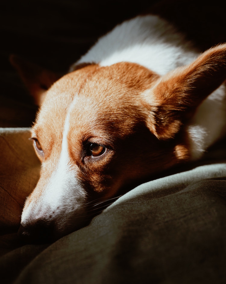 Dealing With Dog Stress and Pet Anxiety
