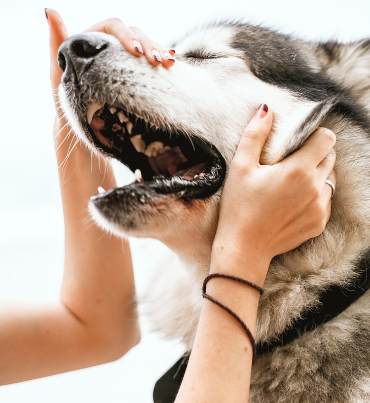 Signs of Dental Disease in Pets