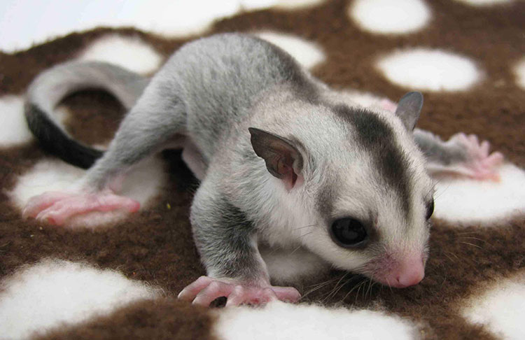 The Risks of Pet Sugar Glider Getting Wet