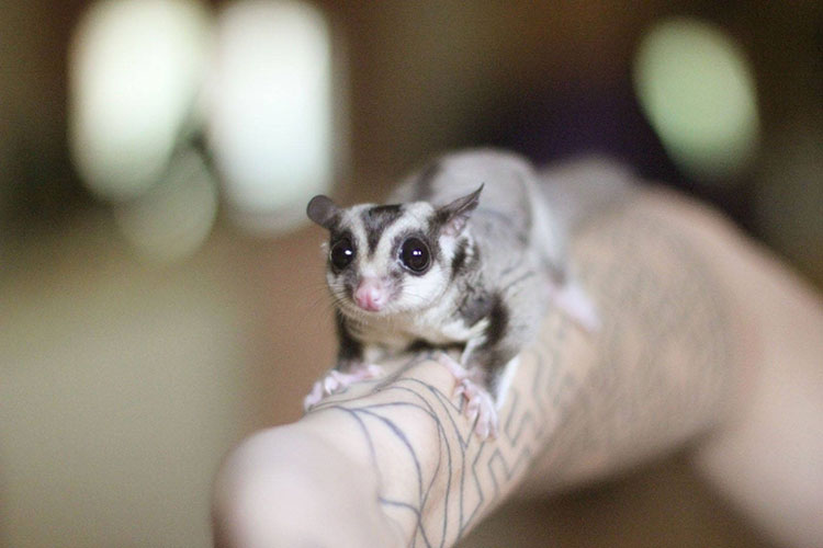 Helping Your Pet Sugar Glider with Grooming