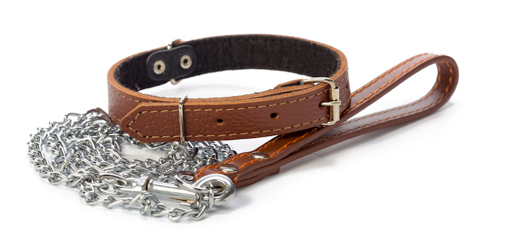 Dog Collar vs Dog Harness - Which is Better