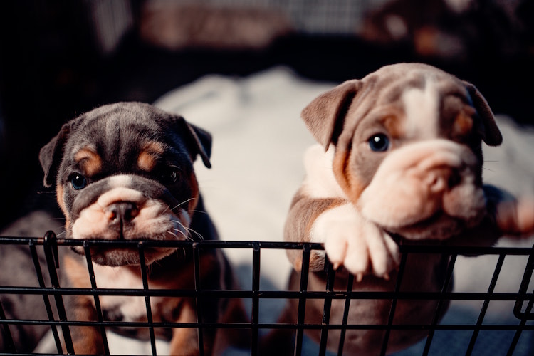 Pros And Cons Of A Dog Pen
