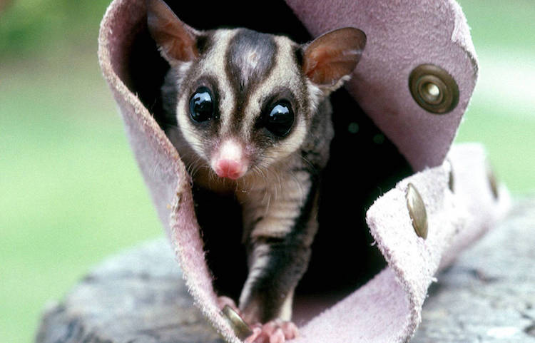 Sugar Glider Sleeping Pouches or Nesting Boxes