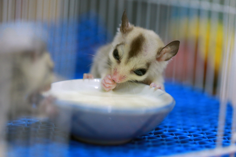 Sugar Glider Food and Water Dishes
