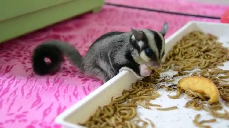 Sugar Glider Cage Liners and Bedding