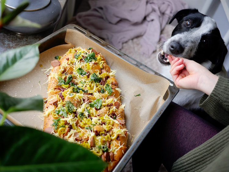 Is Pizza dangerous for your Pet