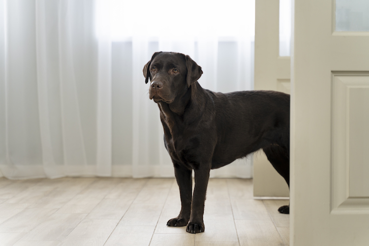 How to Monitor Your Pets Behavior 