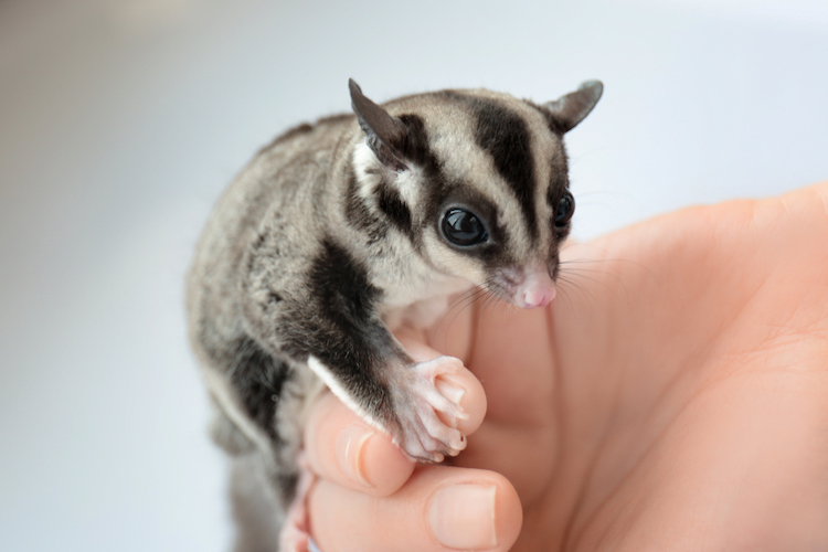 Are Pet Sugar Gliders Active During The Day?