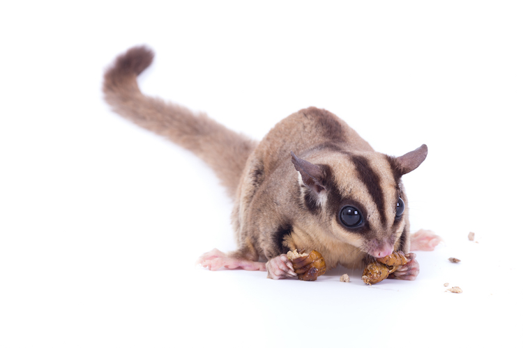 Does Having A Lot Of Pet Sugar Gliders Make It Noisier? 