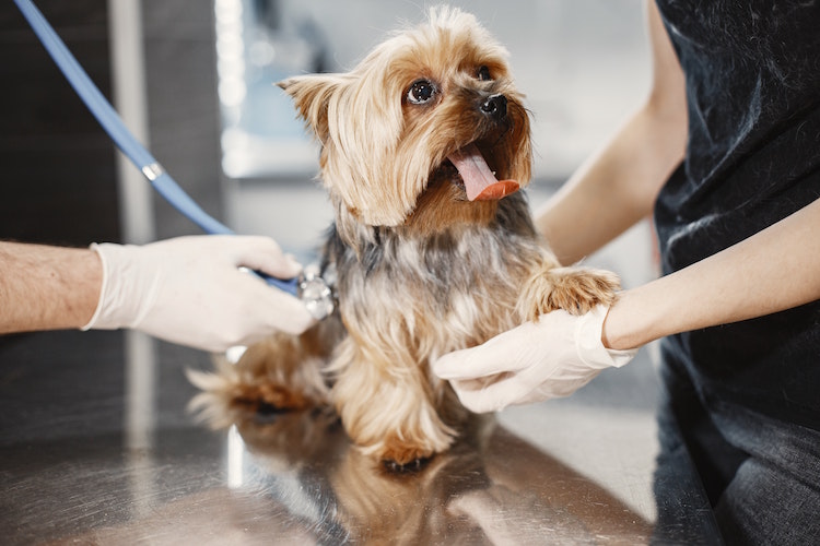 When Should Your Pet Visit The Veterinarian