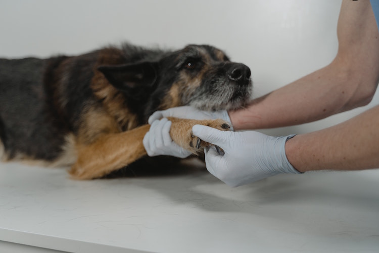How Often Should Your Pet Visit The Veterinarian