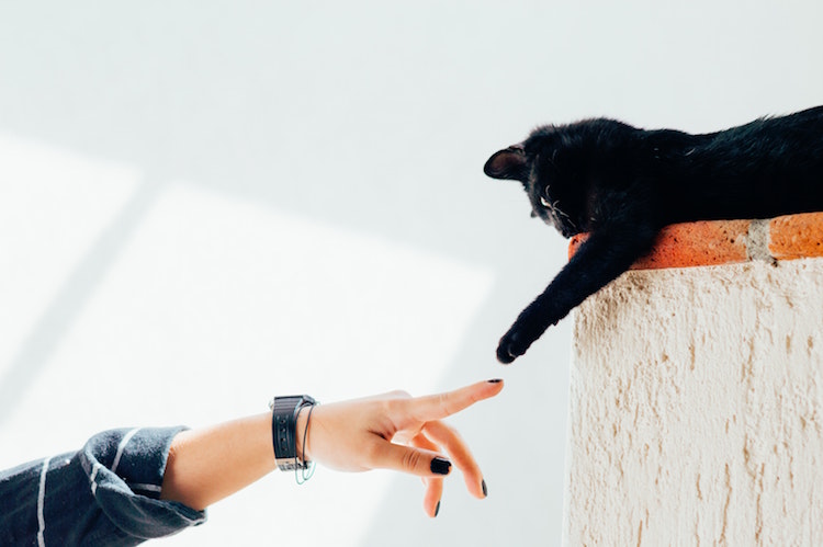 How Pets help increase social interaction