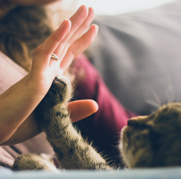 How Pets Can Improve Your Mental Health
