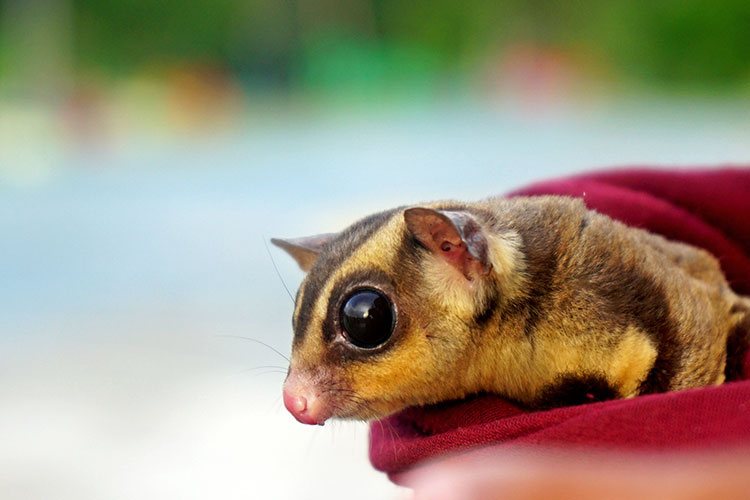 Can Pet Sugar Gliders Escape From Cages