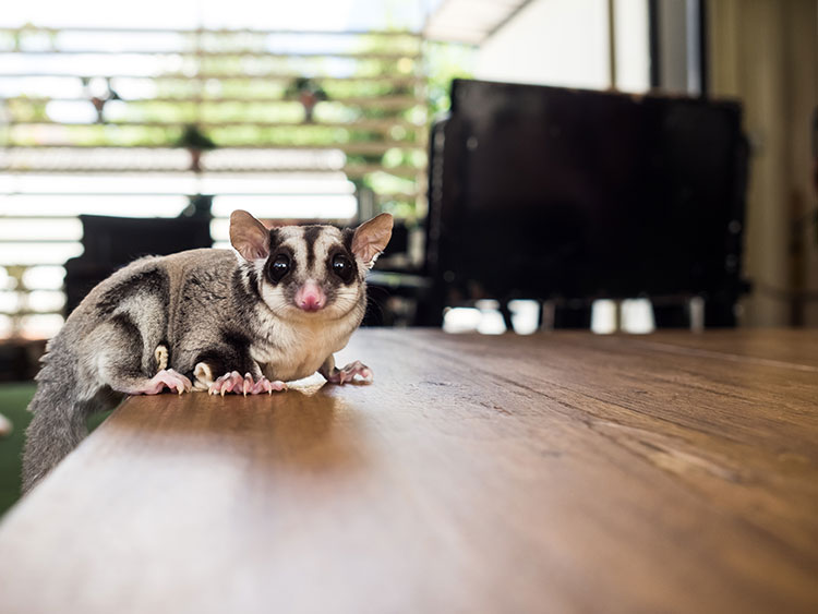Can Pet Sugar Gliders Adapt to The Environment