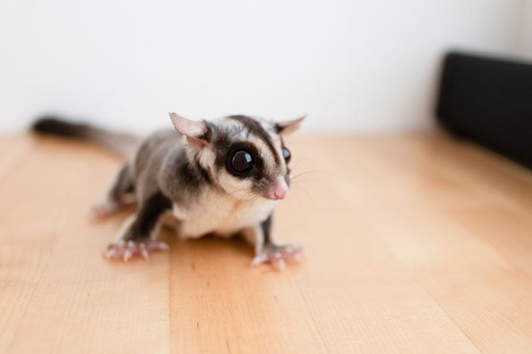 Can Pet Sugar Gliders Be Toilet-Trained