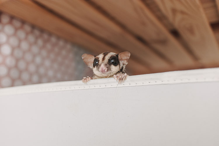 Learning Abilities of Pet Sugar Glider 