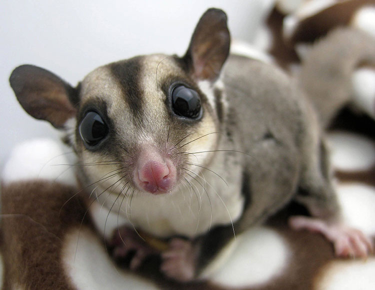 Why Bonding with Your Pet Sugar Glider is Important