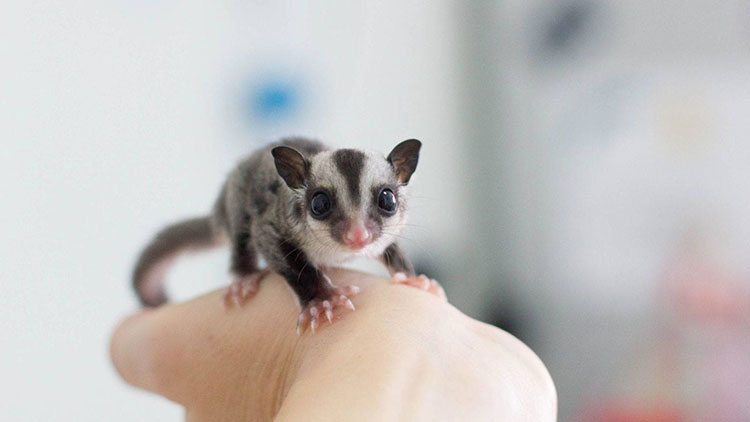 Tips to Bond with Your Pet Sugar Glider