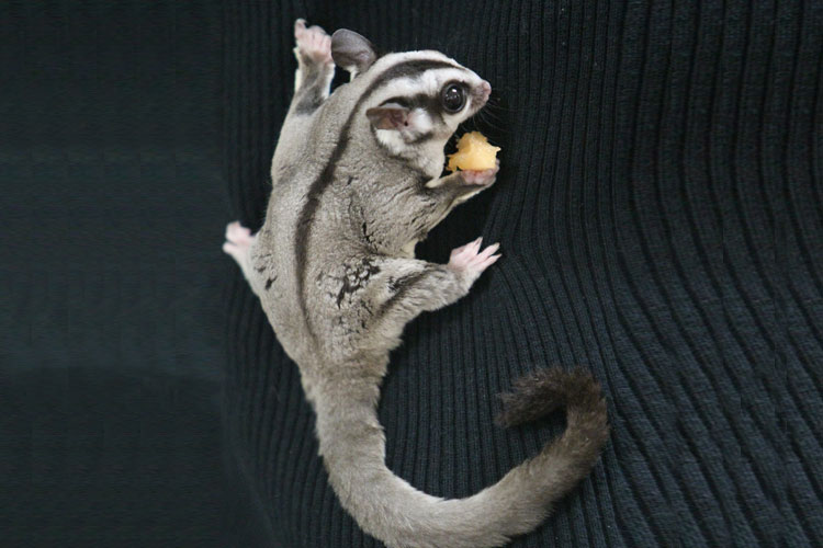 7 Useful Tips to Bond with Pet Sugar Glider