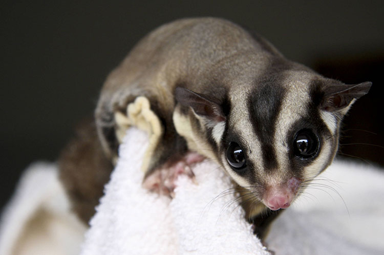 How to Bond with Your Pet Sugar Glider