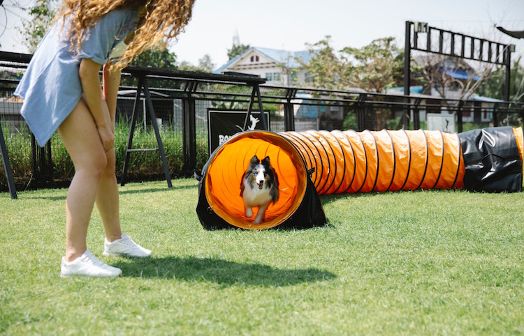 Calm your pet with exercise
