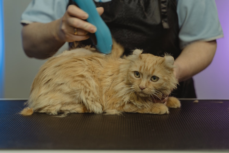 How To Calm Your Cat Before Grooming