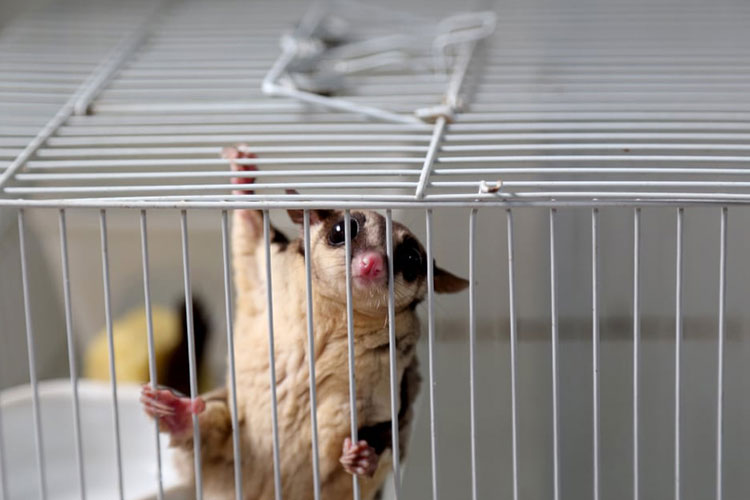 Sugar Glider Cage Cleaning