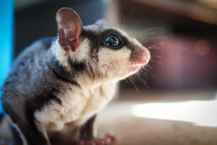 Several things you should know before getting a Sugar Glider